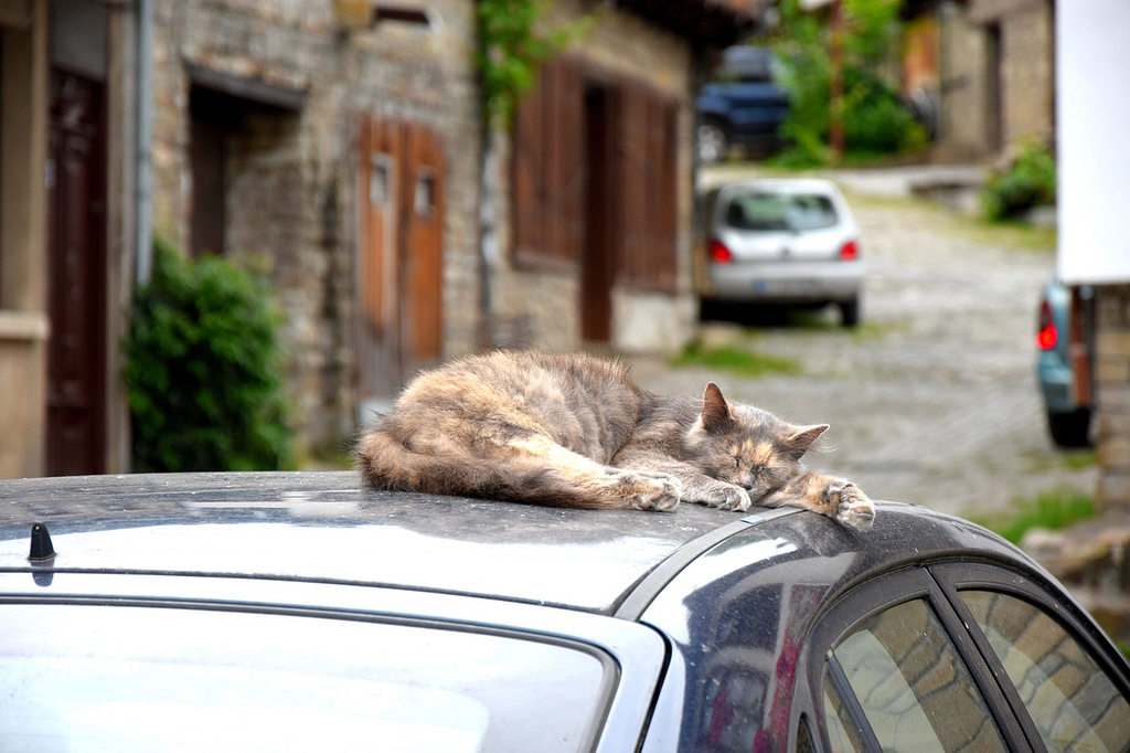cat napping on a car